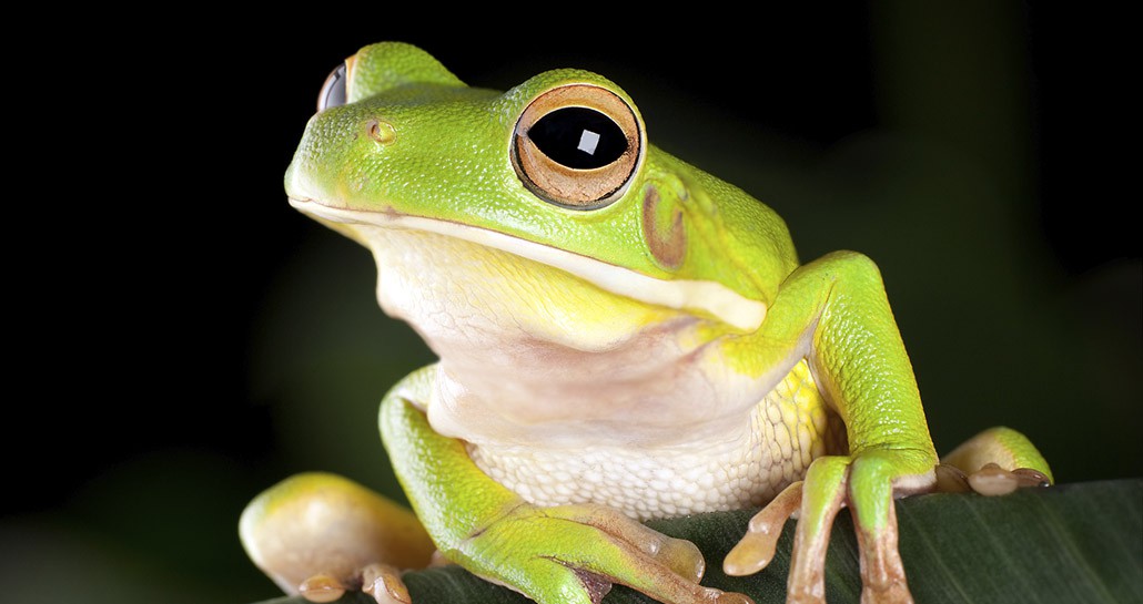 Do Frogs Have Bad Genes